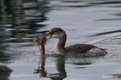 Somormujo cuellirrojo y muchas más aves por Santoña Somormujo cuellirrojo y muchas más aves por Santoña