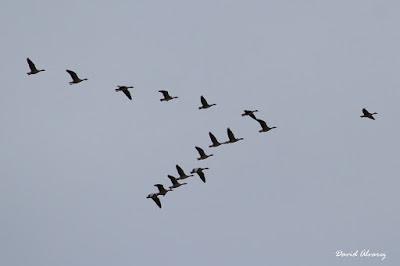 Somormujo cuellirrojo y muchas más aves por Santoña Somormujo cuellirrojo y muchas más aves por Santoña