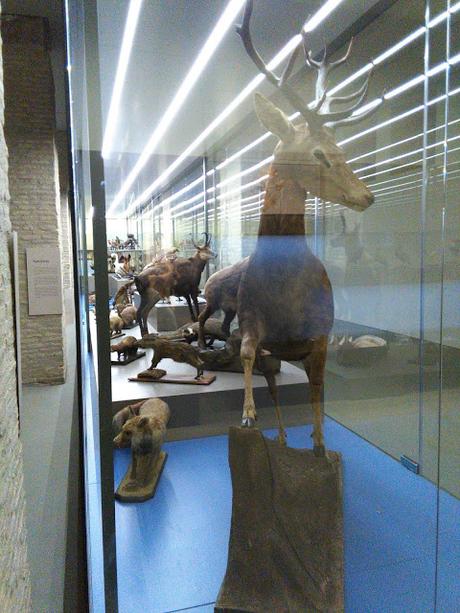 BLOGSSIPGIRL HA ESTADO ALLI: MUSEO DE CIENCIAS NATURALES DE LA UNIVERSIDAD DE ZARAGOZA