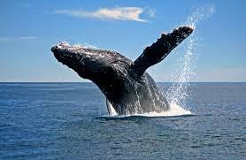 Más de 60 mil turistas observarían las Ballenas