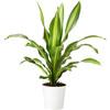 DRACAENA BURLEY Planta De alquiler: cambia tu dormitorio con estos consejos
