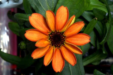 zinnias-success