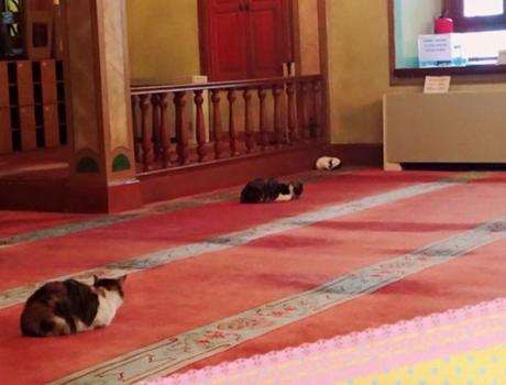 Un imán abre la mezquita a los gatos callejeros. Un imán abre su mezquita a los gatos callejeros