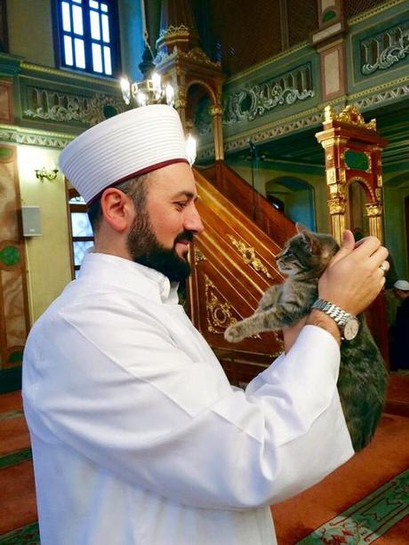Un imán abre la mezquita a los gatos callejeros. Un imán abre su mezquita a los gatos callejeros