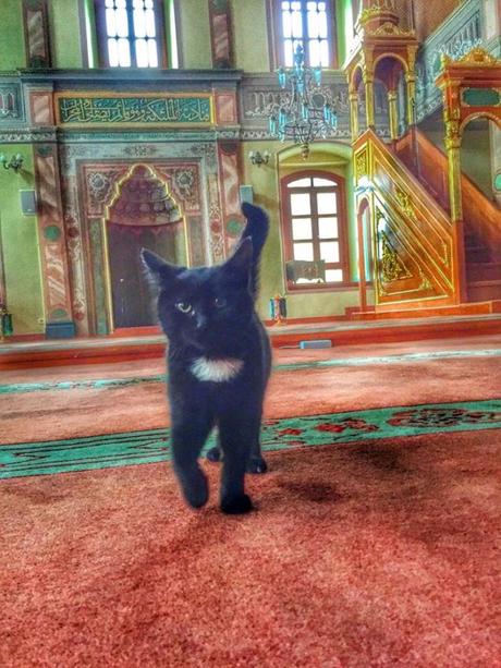 Un imán abre la mezquita a los gatos callejeros. Un imán abre su mezquita a los gatos callejeros