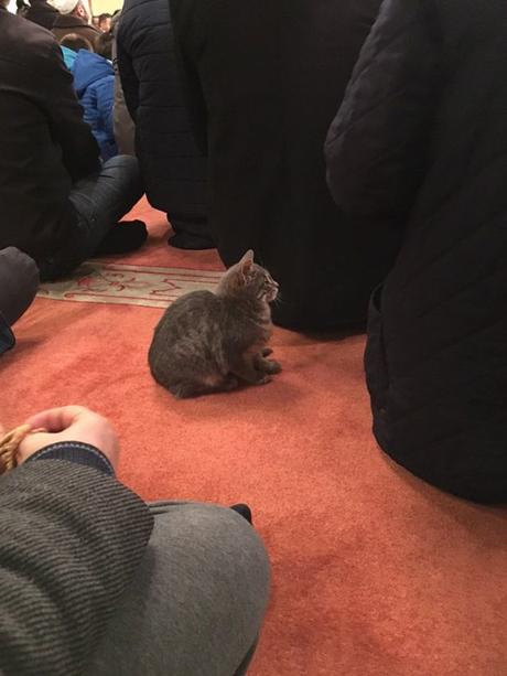 Un imán abre la mezquita a los gatos callejeros. Un imán abre su mezquita a los gatos callejeros