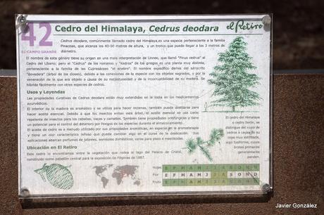 Cedro del Himalaya / Himalayan cedar Parque del Retiro de Madrid. Itinerario 4. El Campo Grande.