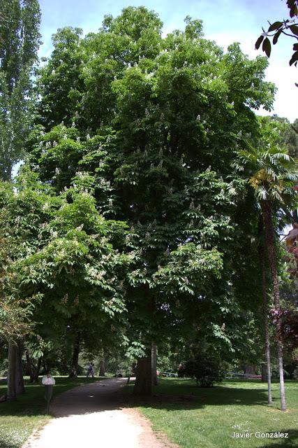 Sauzgatillo / Sauzgatillo Parque del Retiro de Madrid. Itinerario 4. El Campo Grande.