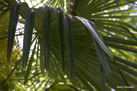 Palmito gigante / Giant palm Parque del Retiro de Madrid. Itinerario 4. El Campo Grande.