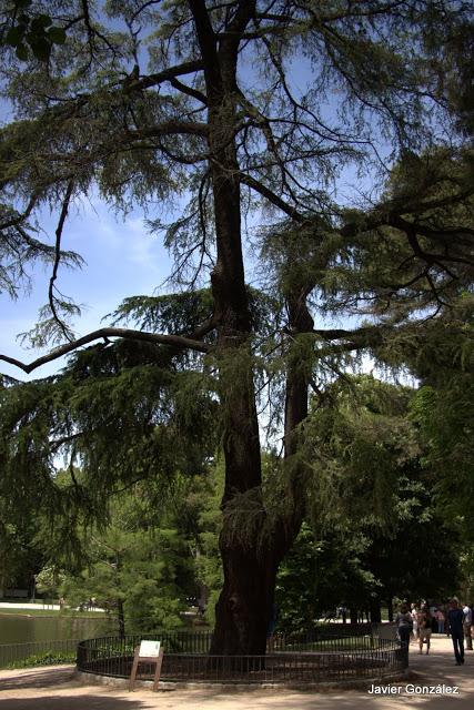 Cedro del Himalaya / Himalayan cedar Parque del Retiro de Madrid. Itinerario 4. El Campo Grande.