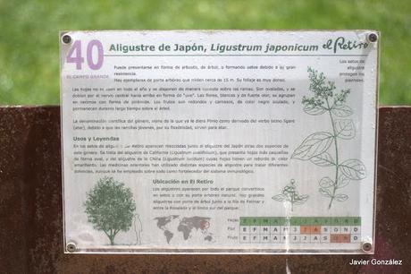 Aligustre de Japón / Japanese Aligustre Parque del Retiro de Madrid. Itinerario 4. El Campo Grande.