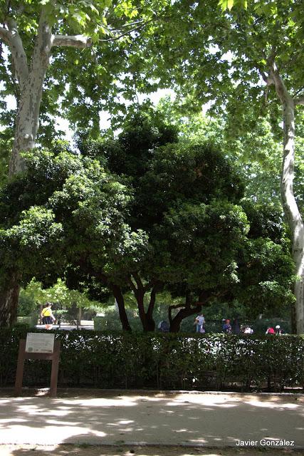Madroño / Arbutus Parque del Retiro de Madrid. Itinerario 4. El Campo Grande.