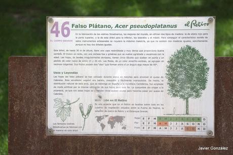 Falso plátano / False banana Parque del Retiro de Madrid. Itinerario 4. El Campo Grande.