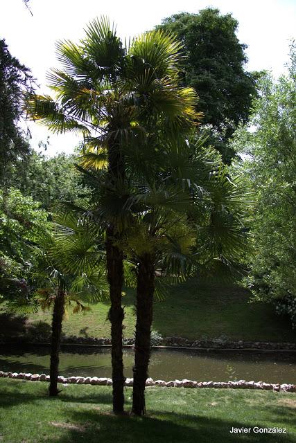 Palmito gigante / Giant palm Parque del Retiro de Madrid. Itinerario 4. El Campo Grande.