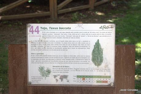 Tejo / Yew Parque del Retiro de Madrid. Itinerario 4. El Campo Grande.