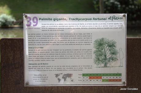 Palmito gigante / Giant palm Parque del Retiro de Madrid. Itinerario 4. El Campo Grande.