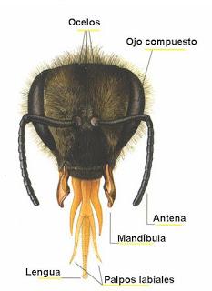 OJOS, ANTENAS Y BOCA DE LAS ABEJAS - EYES, ANTENNAS AND MOUTH OF BEES.