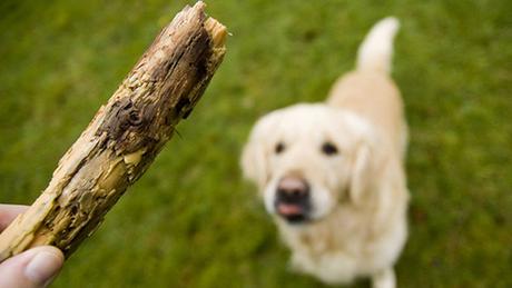 lanzarle palos al perro lanzarle palos al perro