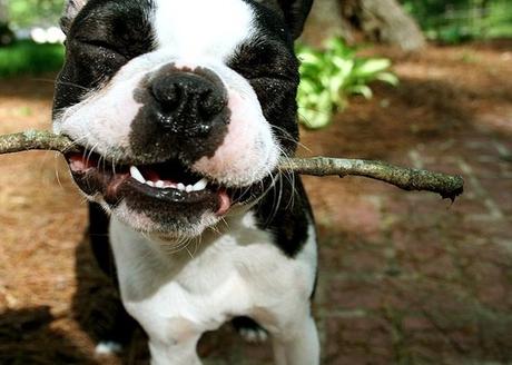 lanzar palos a los perros lanzar palos a los perros