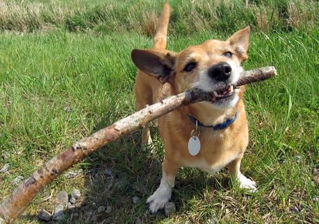 lanzarle palos al perro lanzarle palos al perro