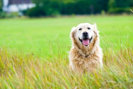 Enfermedades que transmiten los perros