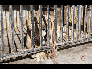 El zoológico más triste del mundo