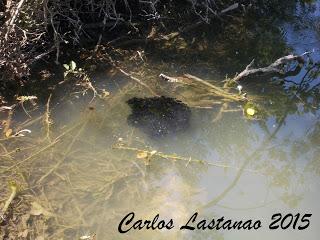 La guardería de los peces gato