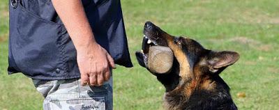 Cómo aumentar o disminuir el valor de un refuerzo para el perro