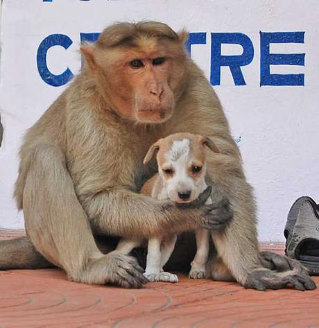 Un mono adopta un perro