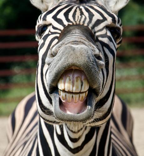 Las rayas de las cebras no son para camuflaje al parecer Zebra con sonrisa y diente vía Shutterstock