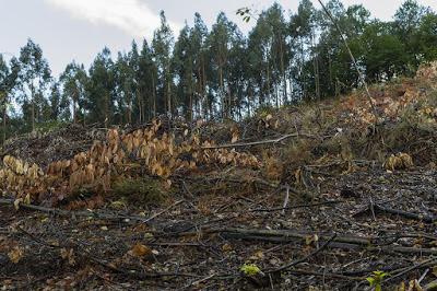 ¿En qué nos afecta la prorroga a la concesión de ENCE en Pontevedra? ¿En qué nos afecta la prorroga a la concesión de ENCE en Pontevedra?