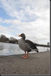 London, 23 de Febrero de 2015, - 149 London, 23 de Febrero de 2015, - 149