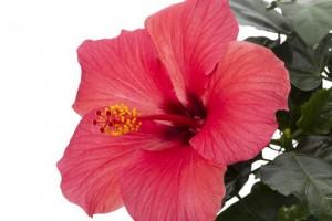 hibisco