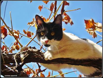 El gato en la parra