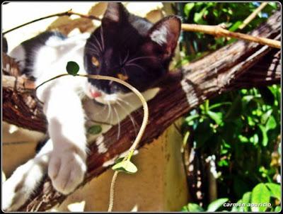 El gato en la parra