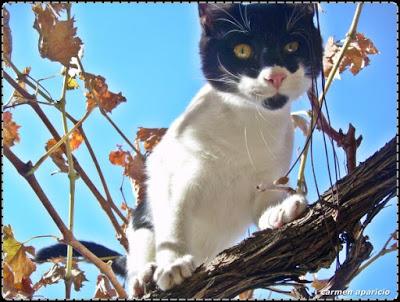 El gato en la parra