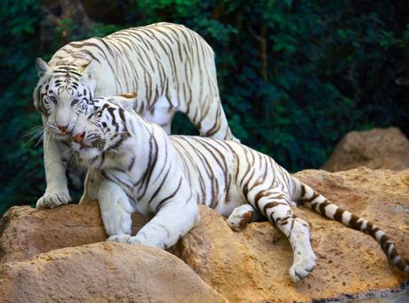 Los 10 parques más divertidos para viajar con hijos, por @GoEuro Viajar con niños: Loroparque