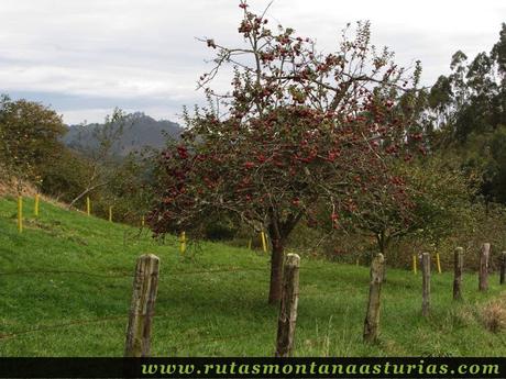 Ruta de los Molinos del Rio Profundo: Manzano