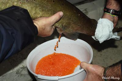 Repoblaciones, matanzas y chantajes: la desastrosa gestión de los salmónidos en Asturias