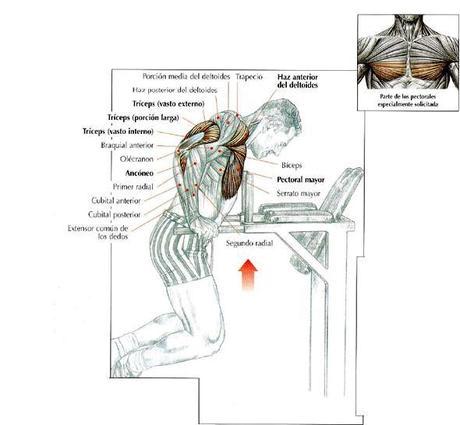 ¡Entrena tus tríceps! dips-o-fondos-en-paralelas-2big