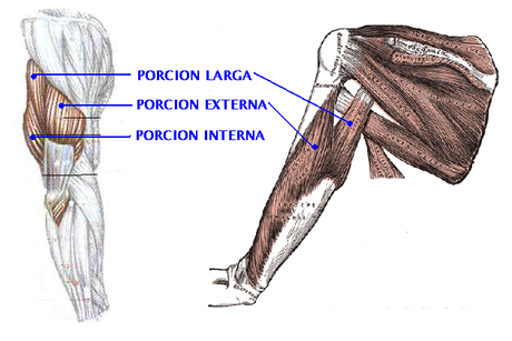 ¡Entrena tus tríceps! triceps-vastos