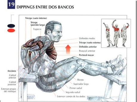 ¡Entrena tus tríceps! Fondos-entre-bancos-LAMINA_thumb