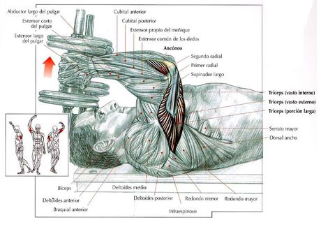 ¡Entrena tus tríceps! press-frances-en-banco-plano-con-mancuernas-2big