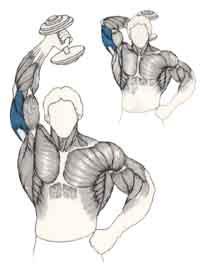 ¡Entrena tus tríceps! rompecraneos