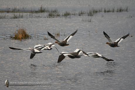 Cauquén común (Upland Goose) Chloephaga picta