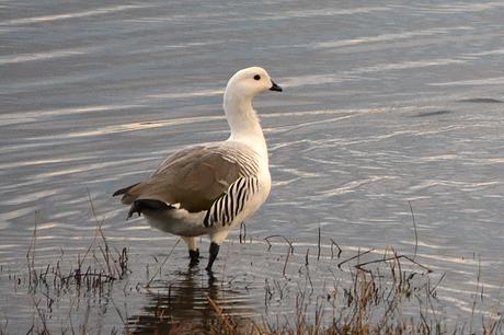 Cauquén común (Upland Goose) Chloephaga picta