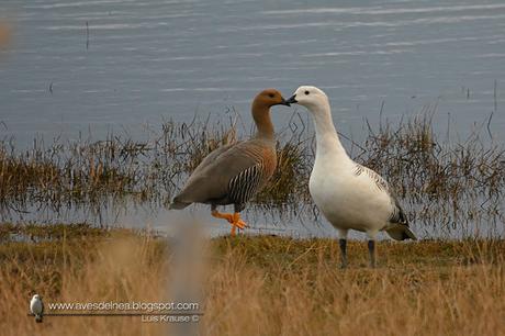 Cauquén común (Upland Goose) Chloephaga picta