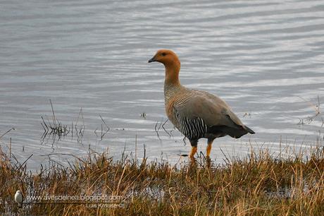 Cauquén común (Upland Goose) Chloephaga picta