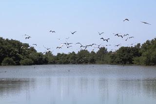Minea realiza monitoreo de aves en Monumento Laguna de Las Marites