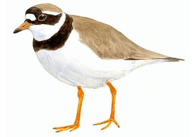 Itinerario ornitológico por el día de los humedales Itinerario ornitológico por el día de los humedales